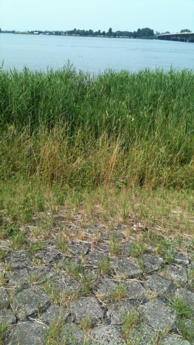 3.3.2 Helofyten: riet en biezen Figuur 13. Rietranden langs de dijk op de zuidoever Hollandsch Diep nabij Moerdijk (foto s: Marijn Tangelder, IMARES).