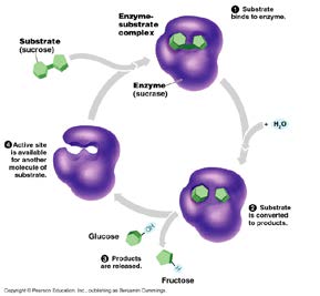 cel: Bijvoorbeeld: Actineeiw itten in het cytoskelet Bijvoorbeeld: Hemoglobine bindt O 2 Een enzym is