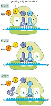 De sleutel voor die code kun je vinden in de tabel voor de genetische code: Een ribosoom heeft een binding-site voor mrna en drie binding-sites voor trna: Translatie van mrna in een ribosoom: Stap 1: