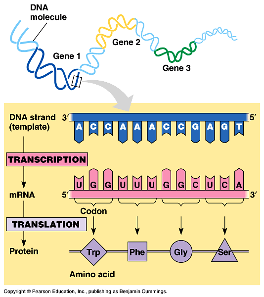 Moleculen in Leven Hoofdstuk 5. Van DNA-fout naar foute ionenpompen, hoe?