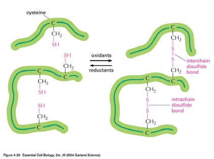 Moleculen in Leven Hoofdstuk 7. Hoe werkt een chloride-ionenpomp?