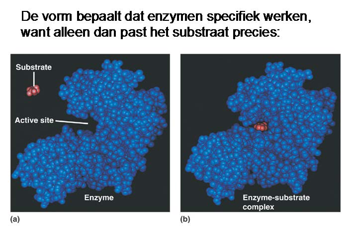 a. Teken bij beide reacties een grafiek waarin je deze waardes aangeeft b. Welke reactie is het snelst? c. Een enzym verlaagt de activeringsenergie van reactie B met 15 kj/mol.