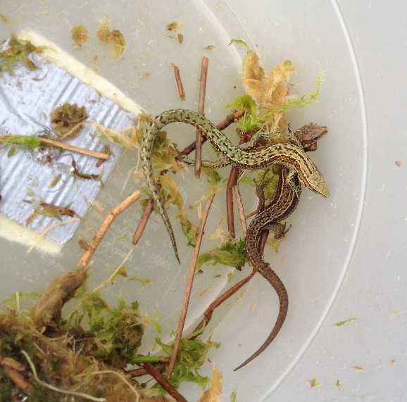 Temperatuurmeting onder de tapijttegels Op het ecoduct zijn de afgelopen maanden twee soorten amfibieën waargenomen, bruine kikker en gewone pad.