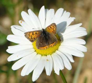 Van het inbrengen van transponders bij levendbarende hagedissen hebben we afgezien: dit bleek uiteindelijk niet mogelijk zonder de dieren schade toe te brengen.