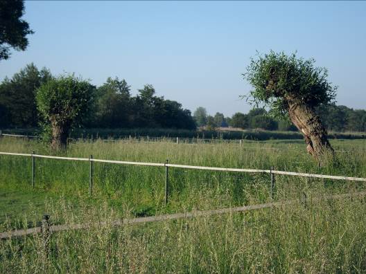 Foto 1. Overzicht plangebied Foto 2. Bomen langs de Haagweg Foto 3. Molenbeek Foto 4. Weiland Foto 5.
