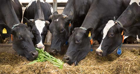 Efficiënte voeding de sleutel tot een succesvolle veehouderij Wereldwijd neemt de vraag naar melk- en vleesproducten toe, de prijzen zijn echter aan een continue verandering onderhevig.