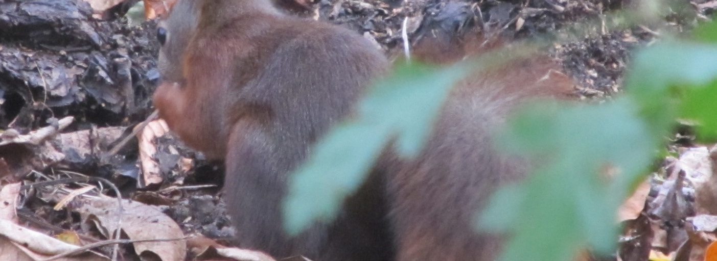 Opdracht 1 Voedsel voor dieren Elk dier heeft een eigen plekje in de voedselketen. Veel dieren zijn in de boom te vinden. Omdat er in de boom veel eten is voor de dieren.