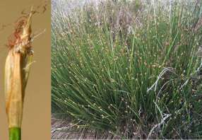 Bies Veenbies (Trichophorum) Gewone veenbies (Trichophorum cespitosum ssp.