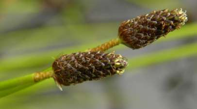 Eivormige waterbies (Eleocharis ovata) Planten eenjarig, in polletjes groeiend. Nootje 1 mm lang, lensvormig, scherp gekield, wit of gelig, glanzend. Stempels 2.