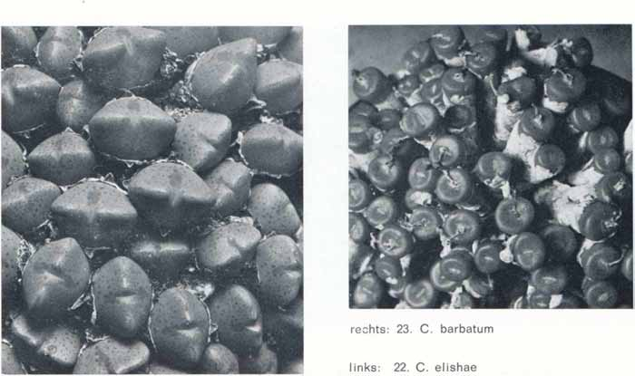 23. C. fibulaeforme (Haw.) N.E.Br. (C. bolusiae Schw); zodevorm end; lichamen zonder lobben; topvlakte ± vlak, 6-8 mm diam.