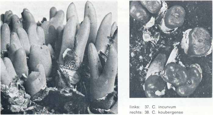 met w einig stippen, zeer fijn papilleus behaard; lobben 3-6 mm lang, stomp o f spits; spleet iets gapend; bloemen overdag, ± 15 mm diam., heldergeel, in okt., nov.; KI. Nam. Nauw verw ant zijn: C.