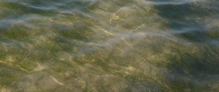 Zeegrassen hebben helder water nodig Verlies van zeegrassen leidt tot hogere troebelheid, wat terugkeer