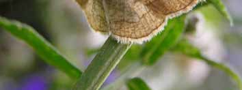 In Zeeland zijn enkele soorten bekend die tot op heden uitsluitend in het stedelijk gebied zijn gezien. Het meest aansprekende voorbeeld is de Drievlekspanner (Stegania trimaculata).