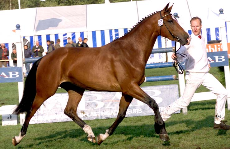 Onder Christian Ahlmann presteert de Lux-zoon Sebastian in de internationale sport. Hij is één van de tien Lux-nakomelingen bij de beste 1.000 paarden op de WBFSH-ranking. (stb.