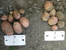 4.6 Resultaten In onderstaande tabellen staan de resultaten van het onderzoek naar Royal MH in aardappelen weergegeven.