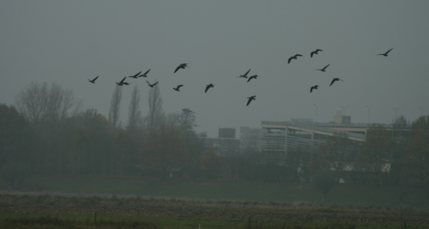 Opdracht 5 Tel zoveel mogelijk vogels. Het gedrag van vogels is erg verschillend. De reiger zie je meestal alleen in een weiland of sloot om voedsel te zoeken.