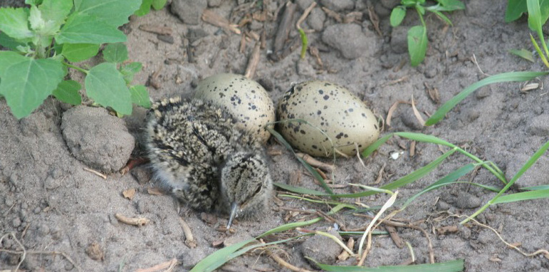 schutkleur minder snel op. Zij zorgen ervoor dat de eieren worden uitgebroed. Zo zijn zij minder goed op te sporen door roofdieren. Dan zoekt het mannetje het voedsel.