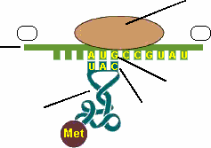 groeiende polypeptide keten. Het DNA en mrna bevatten 4 verschillende nucleotiden. Hoeveel codons kunnen met behulp van deze 4 nucleotiden worden gevormd?