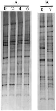 La diversité d espèces du microbiote fécal dominant d adultes présente des profils essentiellement individu-spécifiques 14 adultes mois 2 adultes seules