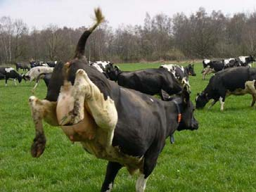 SDF op de praktijkbedrijven Fase Naam Omvang/koeien Kern Thema 1e Dairy Campus 200 Jongvee opfok 1e Kees Gorter 170 Jongvee opfok 1e Anton Stokman 250 Transitie 1e Frans