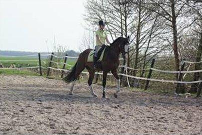 Toen gingen we weer naar andere pony s kijken. Maar ik ben al best wel groot voor een pony. Dus besloten we een paard te kopen. In Noord-Holland kwamen we er een tegen.