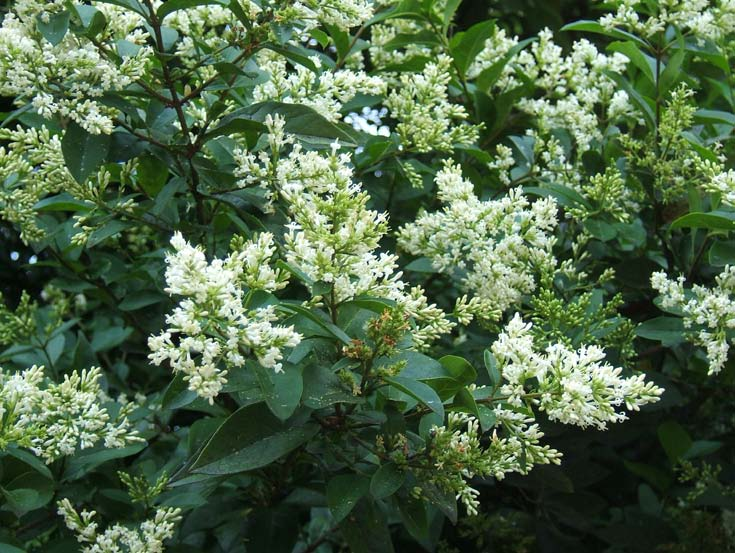 Botanische Ligustrum ovalifolium Nederlandse Liguster 300-500 cm Heester. Rood Wintergroen, groen.