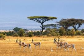 Kenia & Tanzania Begeleide privé rondreis Amboseli en Tanzania Exploration 10 dagen/7 nachten Nairobi - Amboseli - Ngorongoro Karatu - Serengeti - Tarangire PRIVERONDREIS MET ENGELSTALIGE GIDS DOOR