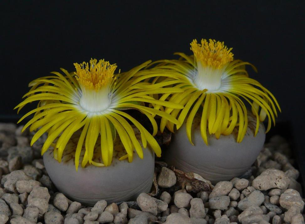 NOVIOCACTUM Digitale nieuwsbrief van de afdeling Nijmegen van Succulenta. Jaargang 1 nummer 5, mei 2016 Lithops pseudotruncatella ssp.