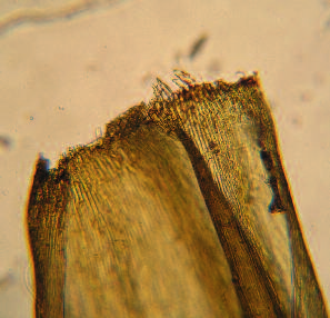hooilanden (RanunculoSenecionetum sylvatici) en/of Blauwgrasland (Cirsio dissecti Molinietum) (van Tweel, 2012).