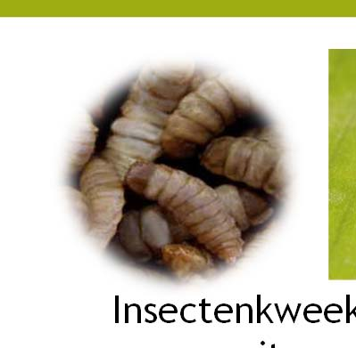 Nieuwe producten van de toekomst; enkele R&D-voorbeelden Bouwmaterialen uit gras Insectenkweek / eiwitproductie uit voedselresten Bioplastics uit