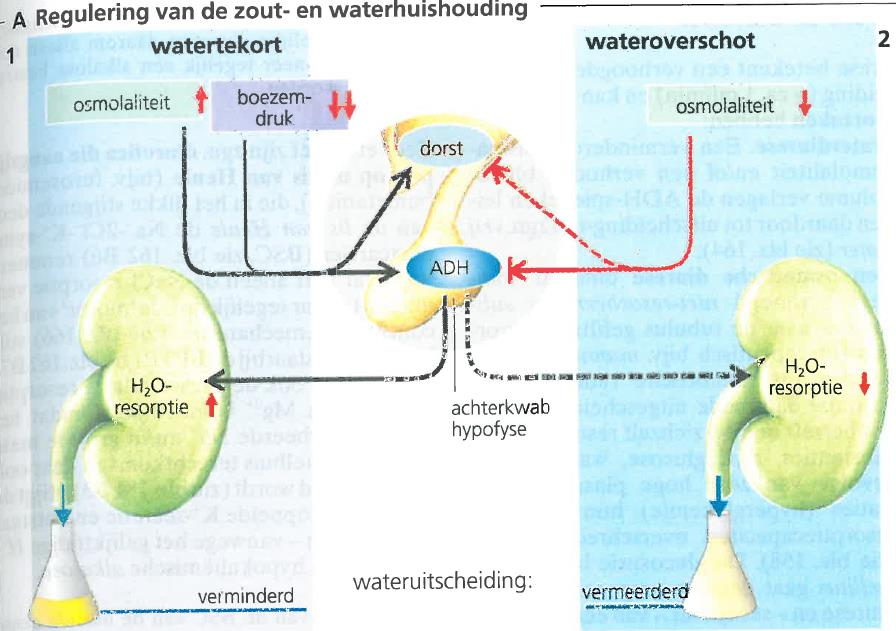 Osmolariteit en