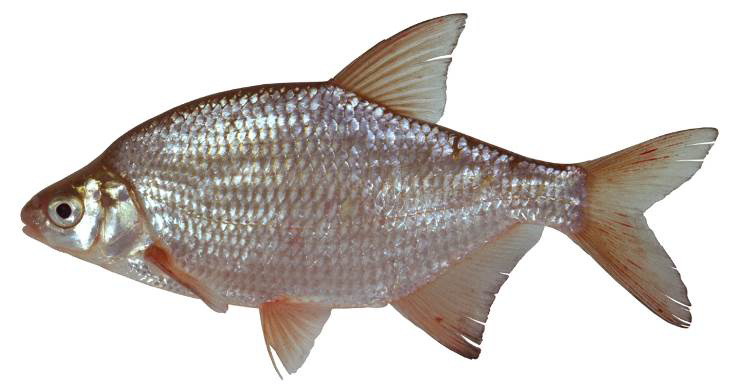- Bijlagen - KOLBLEI (Blicca bjoerkna) Leefomgeving De kolblei is een algemene vissoort van stilstaand en langzaam stromend, zoet en brak water.