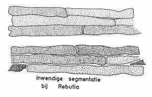 3.2. Rebutia 3.2.1. Afgebeelde soorten: - Rebutia marsoneri fig. 7, 8, 9, 10, 13, 14, 15 - Rebutia marsoneri var. spathulata fig. 11, 16, 17 - Rebutia senilis var. lilacino-rosea fig.