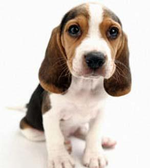 Beagle