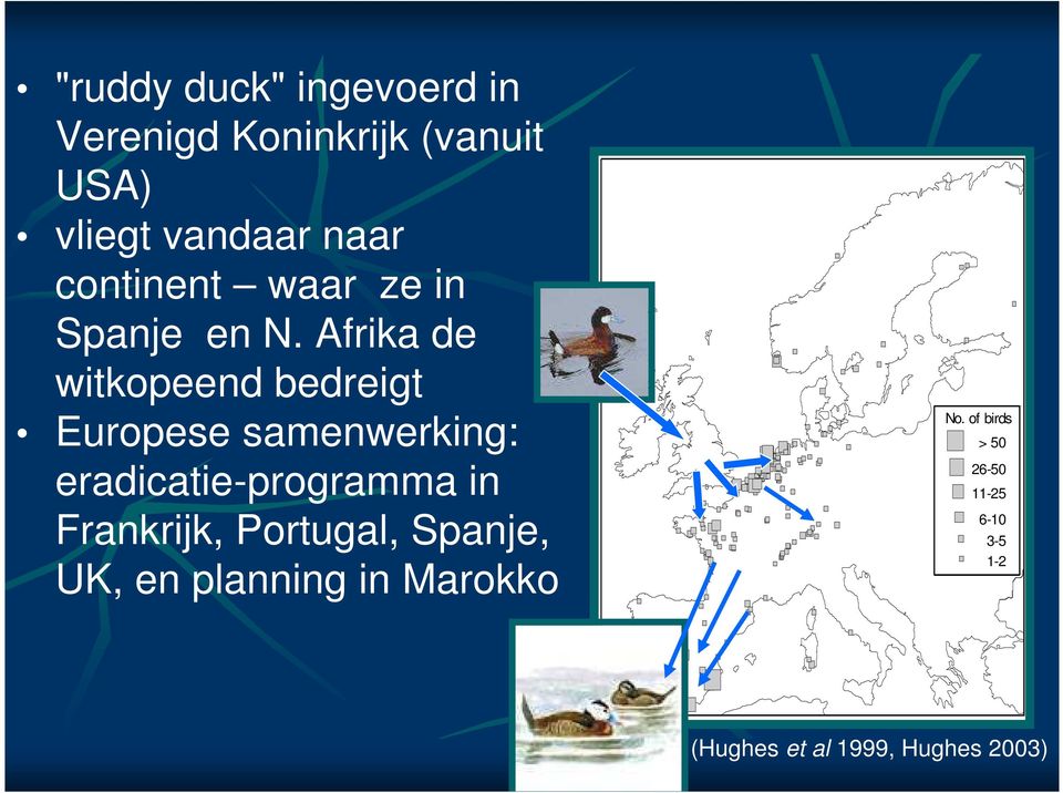 Afrika de witkopeend bedreigt Europese samenwerking: eradicatie-programma in