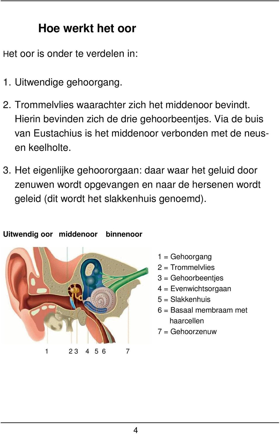 Het eigenlijke gehoororgaan: daar waar het geluid door zenuwen wordt opgevangen en naar de hersenen wordt geleid (dit wordt het slakkenhuis genoemd).