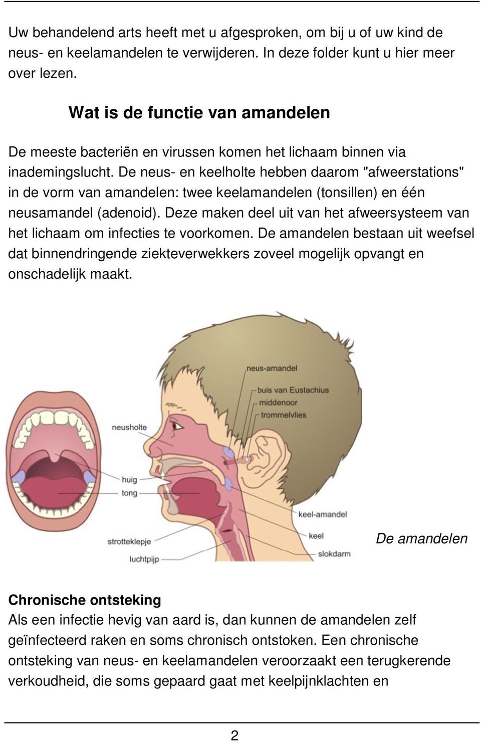 De neus- en keelholte hebben daarom "afweerstations" in de vorm van amandelen: twee keelamandelen (tonsillen) en één neusamandel (adenoid).