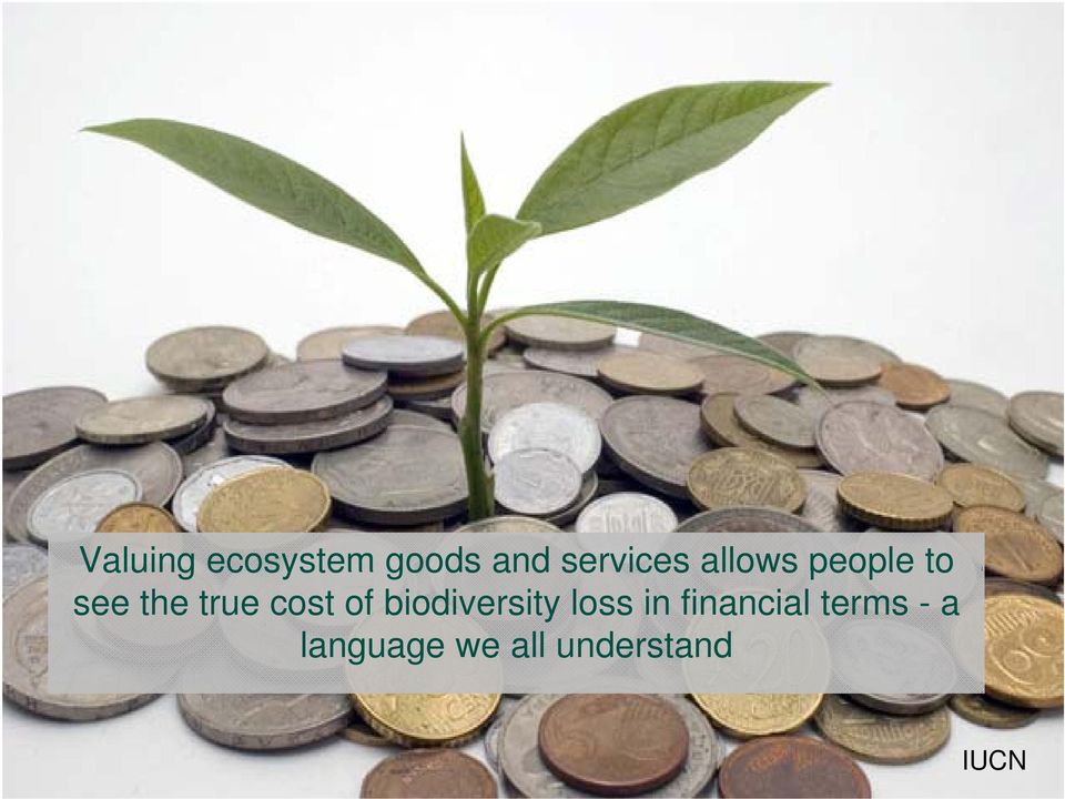 of biodiversity loss in financial