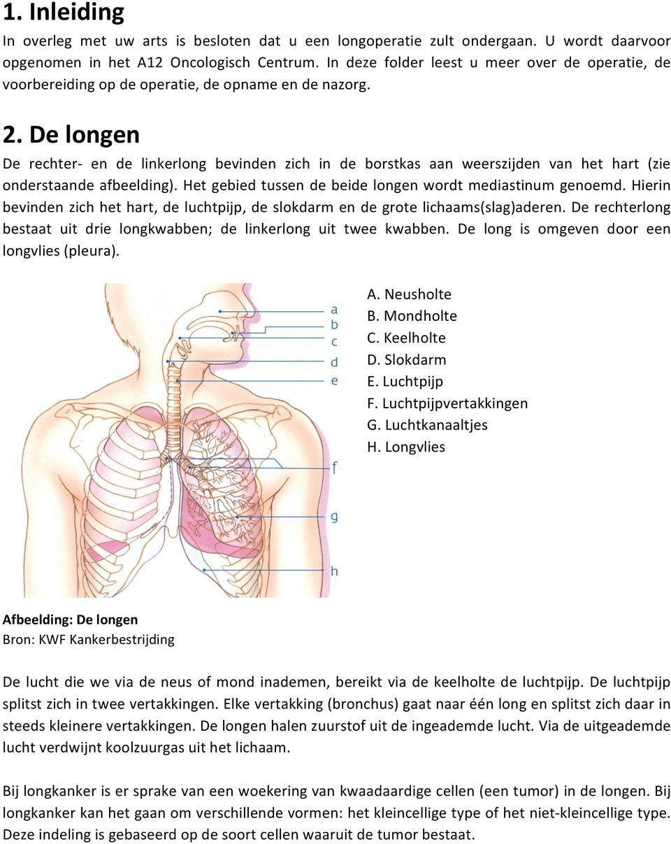 De longen De rechter- en de linkerlong bevinden zich in de borstkas aan weerszijden van het hart (zie onderstaande afbeelding). Het gebied tussen de beide longen wordt mediastinum genoemd.