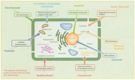 Gerichte inzet van fungiciden Fungicide eigenschappen Werkingswijze preventief, curatief Stop/eradicatief