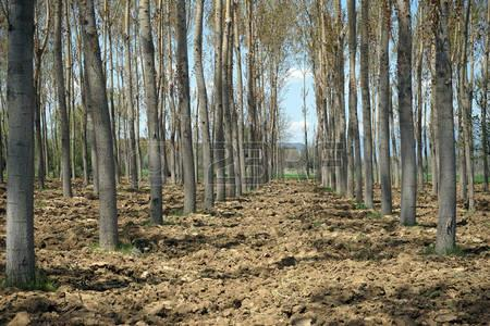 Hoofdstuk 2 :Algemene bepalingen Herinrichting van de totale boombeschermingszone Na de werken wordt het terrein heraangelegd Bestaande bomen worden geïntegreerd in de groenaanleg In die fase is