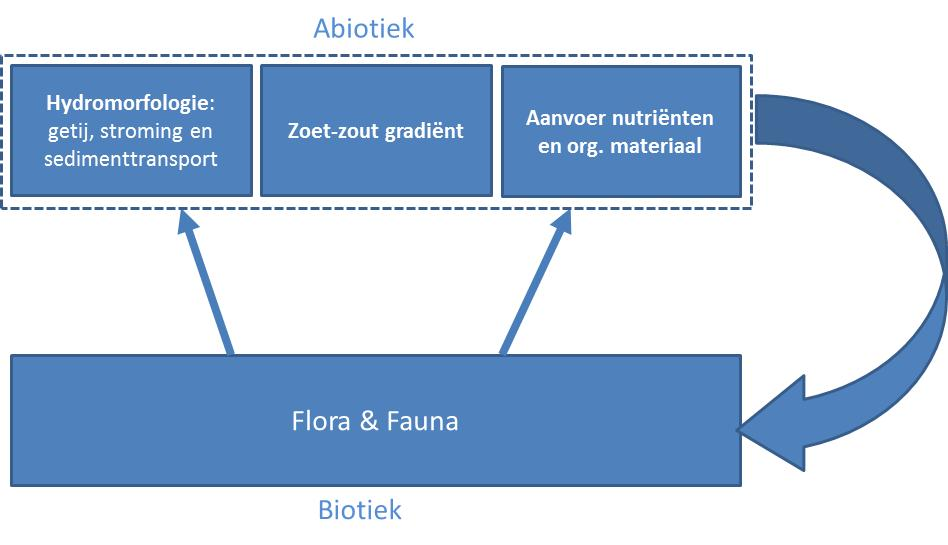 Figuur 1, een schematisatie van de relatie tussen abiotiek en biotiek in een estuarium. 2.