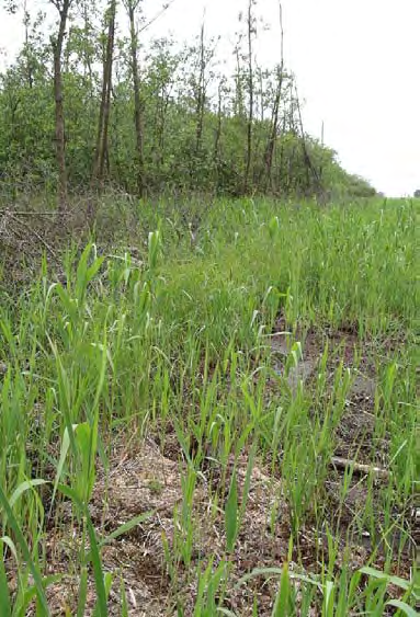 Kaartblad 7 Object 1. Verwijdering van noordelijke bosrand tussen twee open veenmosrietlandpercelen. Eén waterzuringplant binnen beheerde plek gevonden.