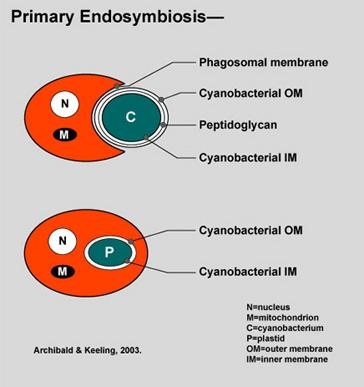 Ontstaan van autotrofe eukaryoten fagocytose van een prokaryoot (cyanobacterium) door