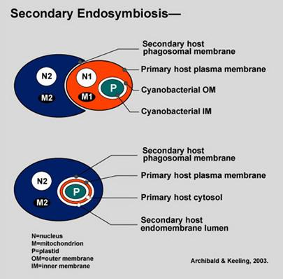 Ontstaan van autotrofe eukaryoten secondaire endosymbiose endosymbiose van een