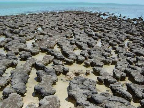 Cyanobacteria Stromatolieten domineerden gemeenschappen in ondiepe zeeën gedurende 2.5 Gyr!!!! 65% ouderdom aarde 3.