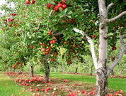 Voorbeelden eetbaar groen Moestuinen Struiken: braam, bessen Bomen: appel, pruim, kers Inzet op eetbaar groen