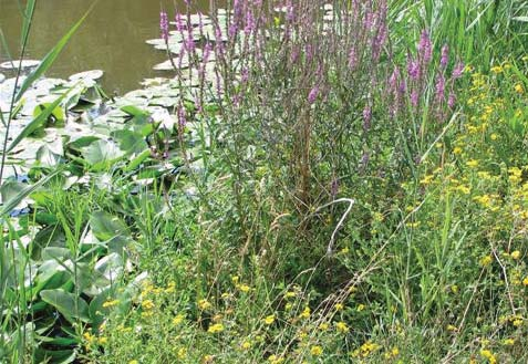 zomerbloei voorjaarsbloei Doel volgens de gemeente: recreatie en ecologische vooruitgang.