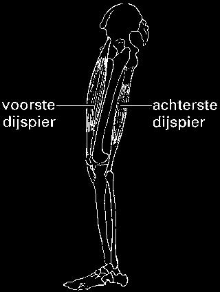 Opgave 5 Krachten in het been Hieronder zie je een foto van een meisje dat op de tenen van één voet balanceert. Het meisje staat stil. In figuur 12 is alleen het silhouet van het meisje getekend.