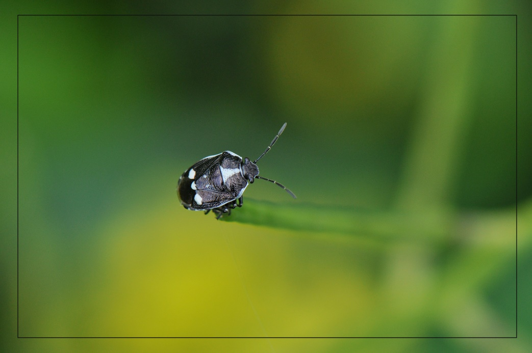 De tweevleugelige hommelzweefvlieg (Volucella bombylans) wordt ook wel de hommelreus genoemd.
